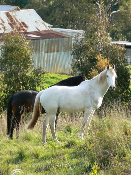 Horses, Near Hahndorf P1080758.JPG